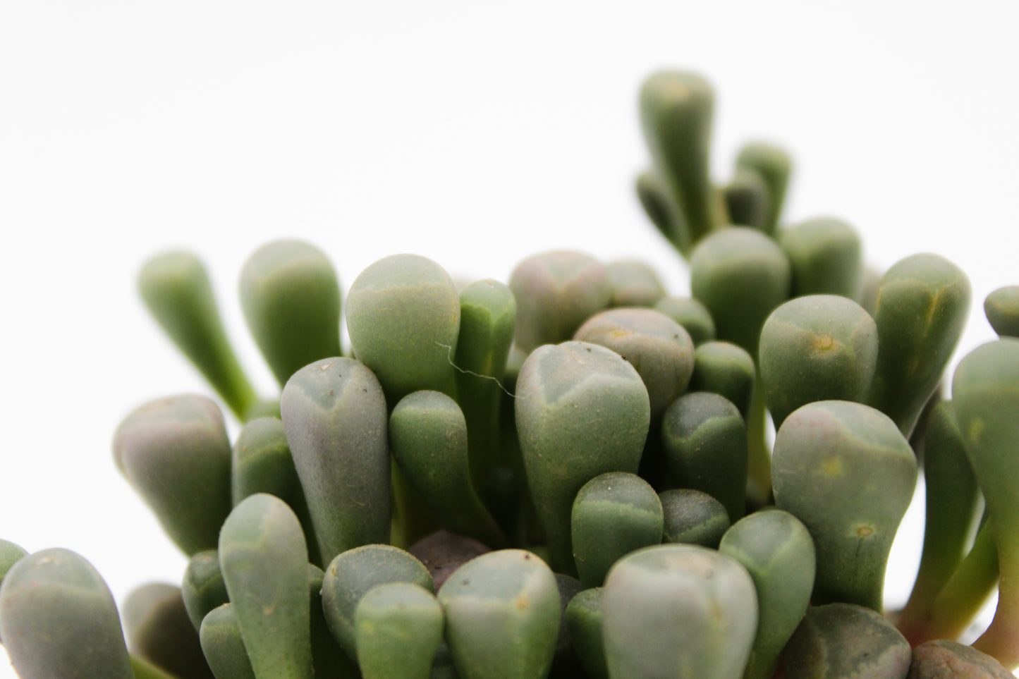 Fenestraria Rhopalophylla "baby teentjes"