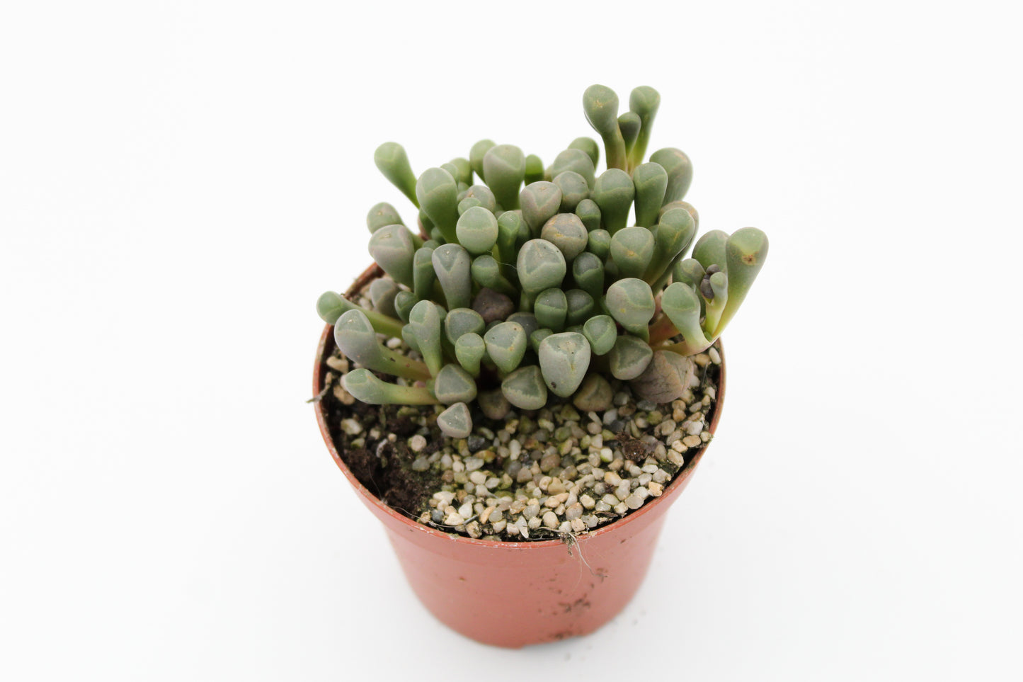Fenestraria Rhopalophylla "baby teentjes"