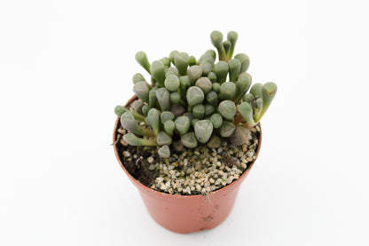 Fenestraria Rhopalophylla "baby teentjes"