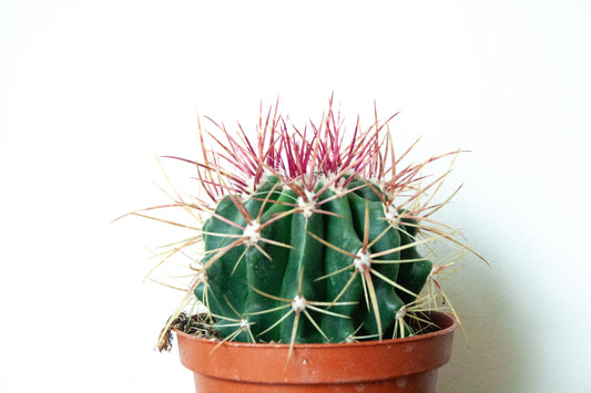 Ferocactus Stainesii