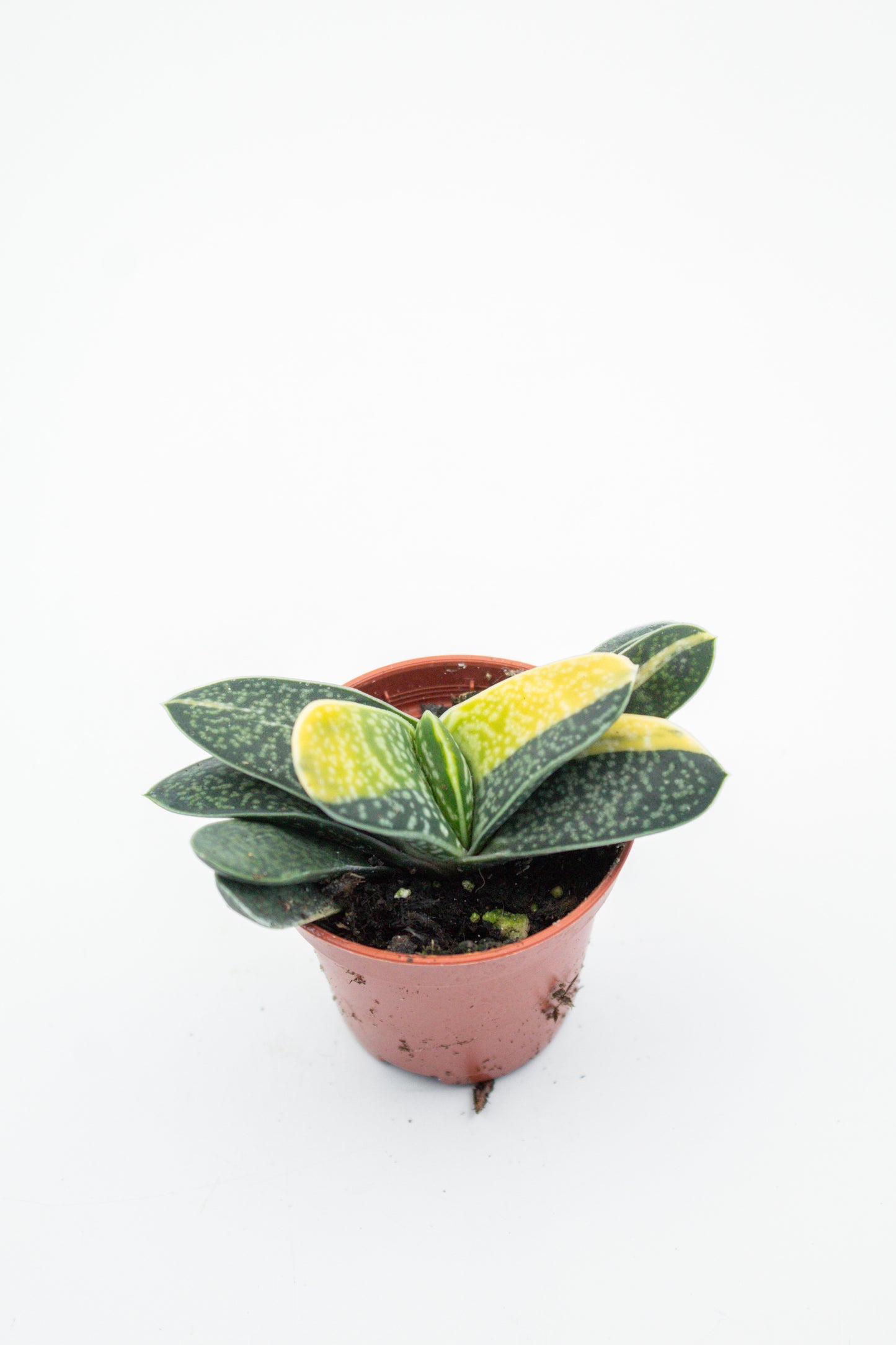 Gasteria gracilis cv. Variegata Yellow