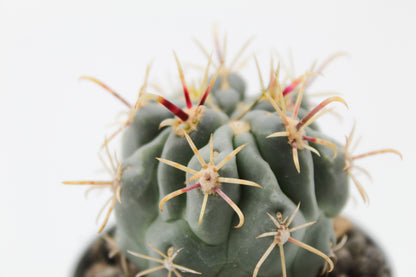 Glandulicactus mathssonii