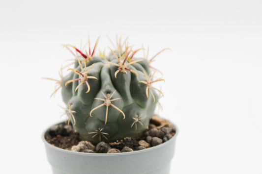 Glandulicactus mathssonii