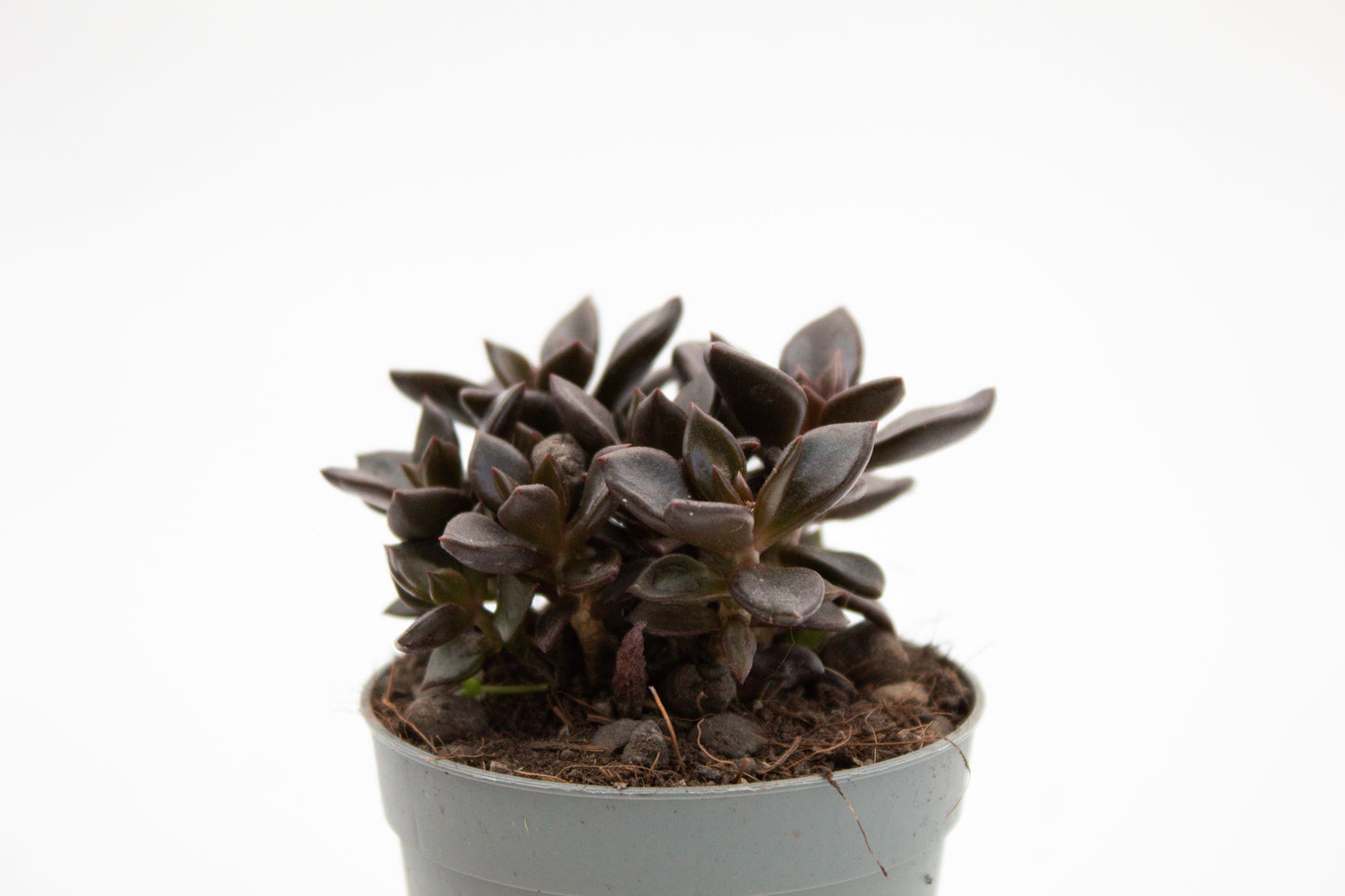 Graptopetalum Chocolate