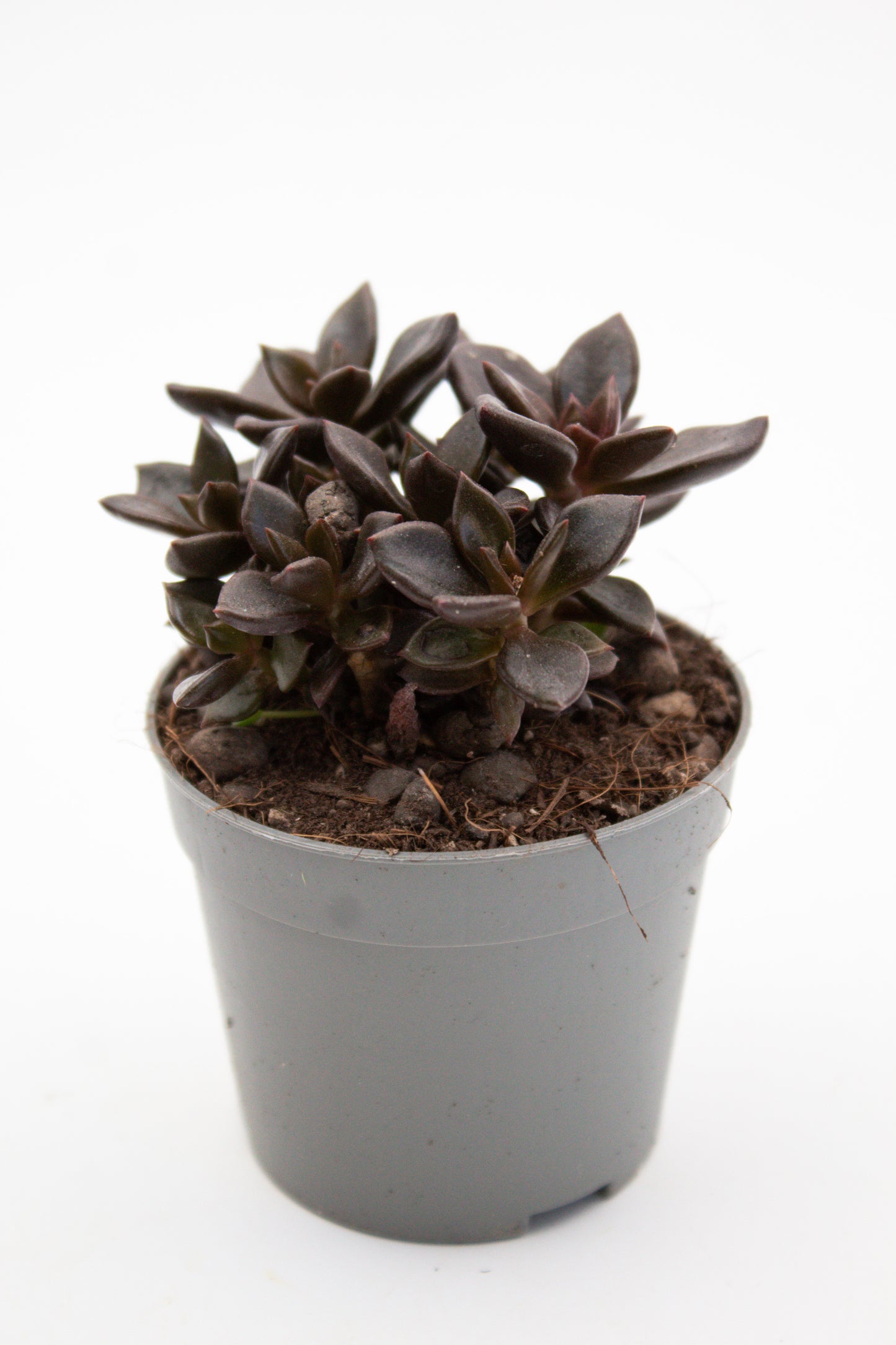 Graptopetalum Chocolate