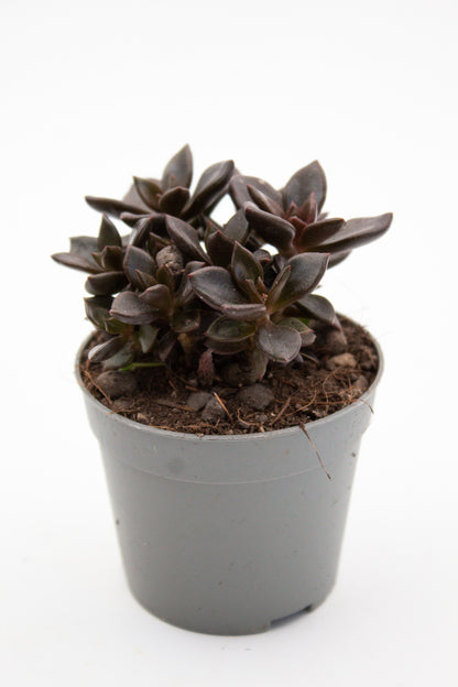 Graptopetalum Chocolate