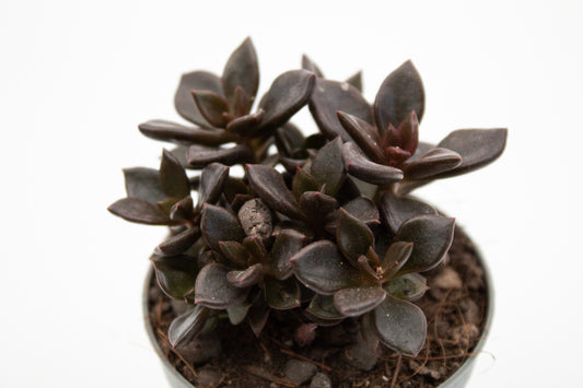 Graptopetalum Chocolate