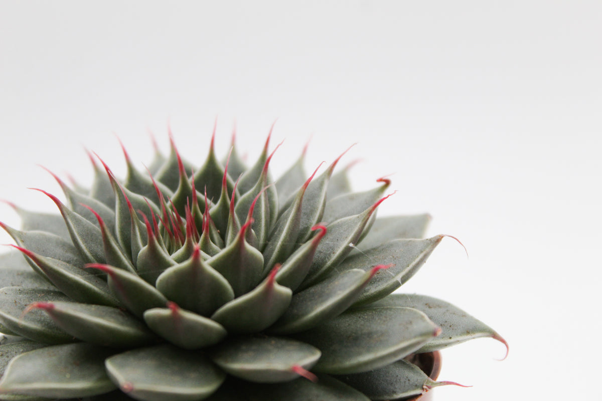 Graptopetalum filiferum