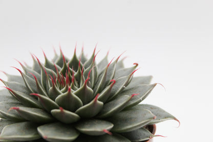 Graptopetalum filiferum