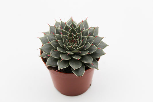 Graptopetalum filiferum