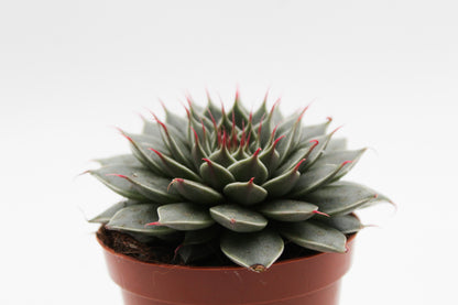 Graptopetalum filiferum