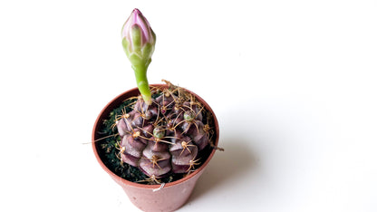 Gymnocalycium Damsii var. tucavocense