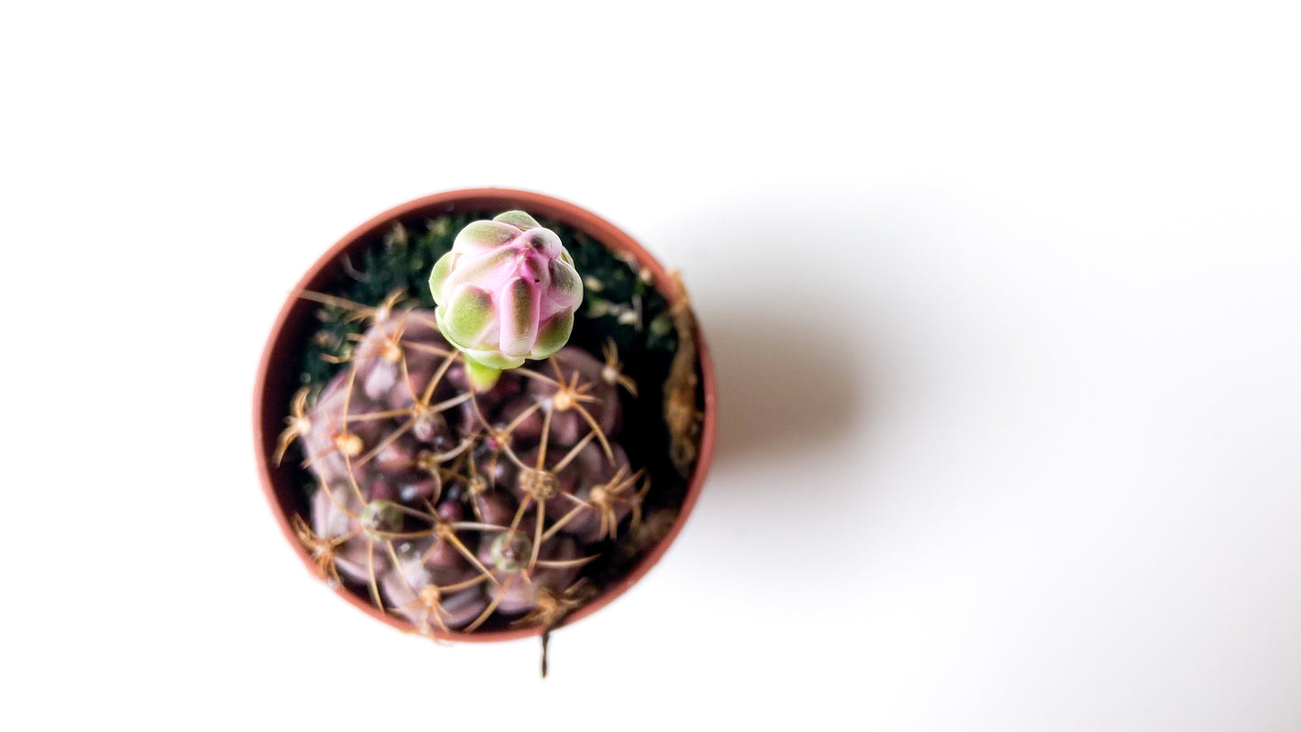Gymnocalycium Damsii var. tucavocense