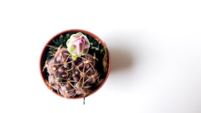 Gymnocalycium Damsii var. tucavocense