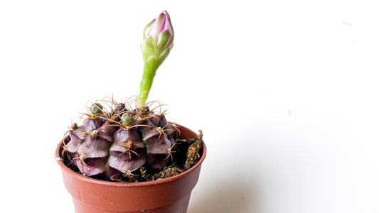 Gymnocalycium Damsii var. tucavocense