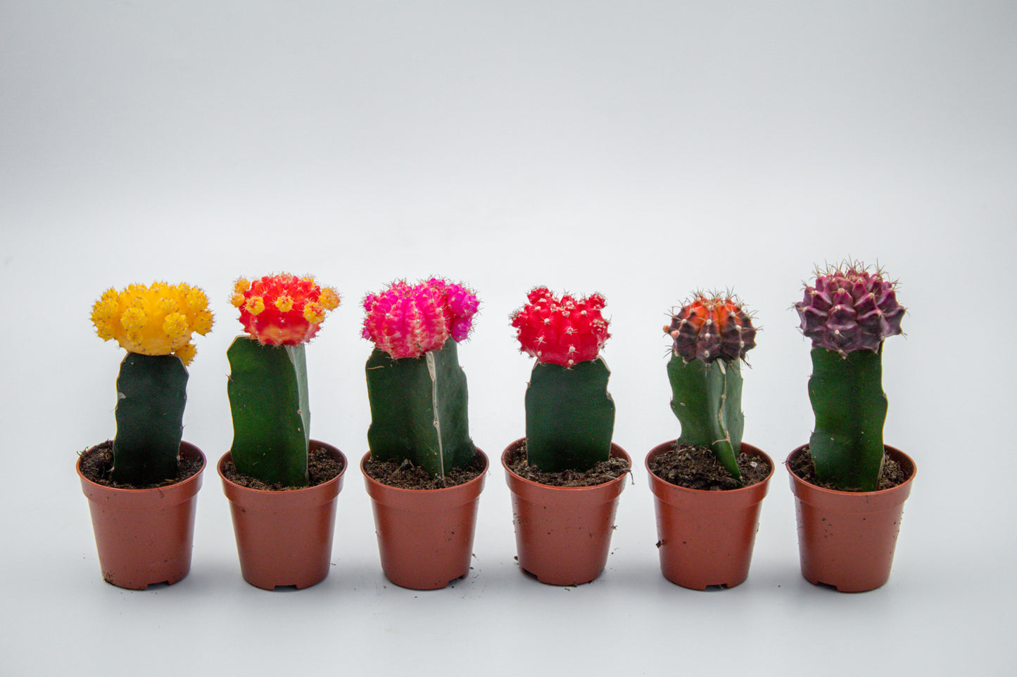 Gymnocalycium hybride mix