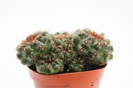 Gymnocalycium mesopotamicum