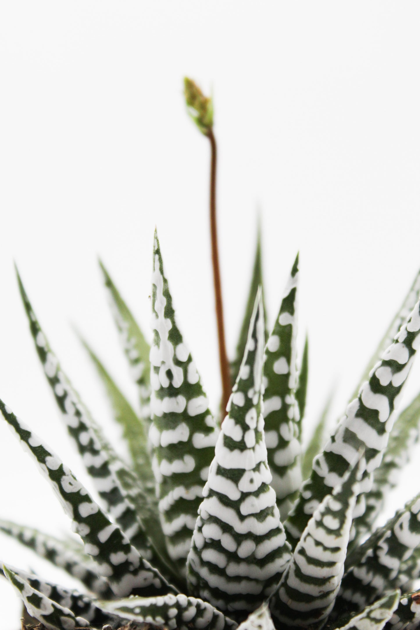 Haworthia Fasciata "alba" zebra plant