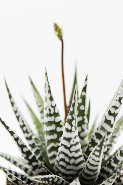 Haworthia Fasciata "alba" zebraplant