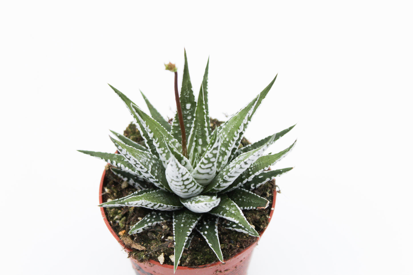 Haworthia Fasciata "alba" zebra plant