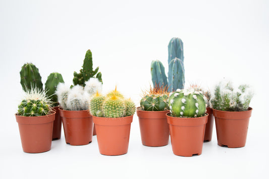 Voordeelset 10st (5,5 cm) Cactus