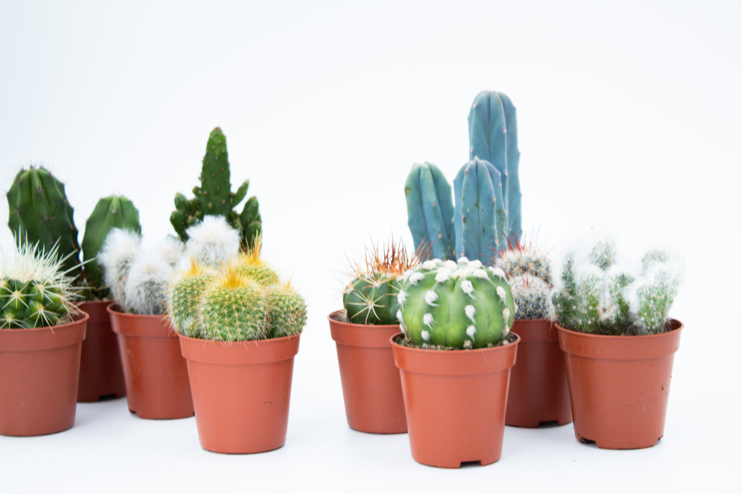 Value set 10pcs (5.5 cm) Cactus