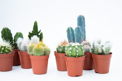 Voordeelset 10st (5,5 cm) Cactus