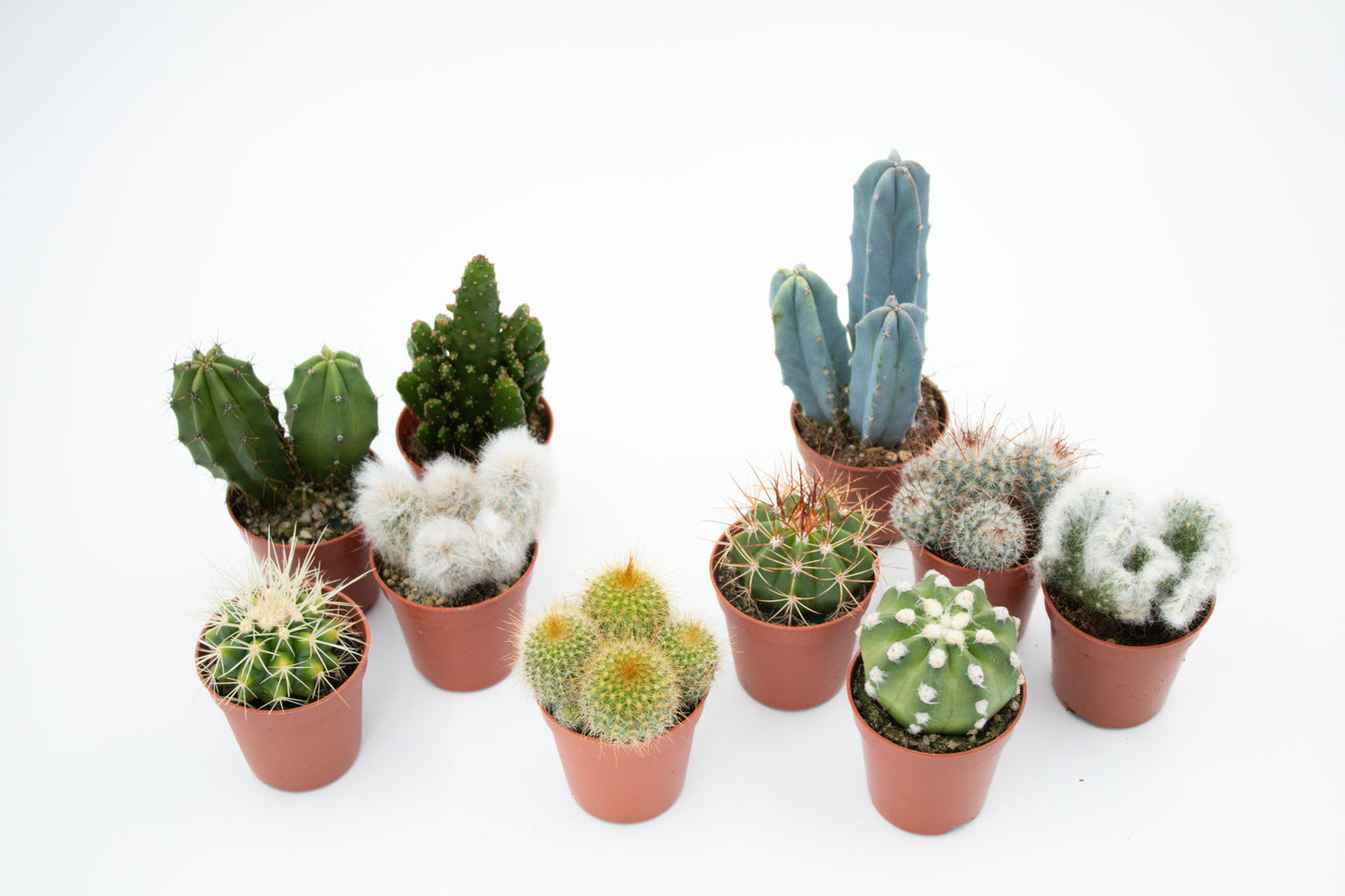 Value set 10pcs (5.5 cm) Cactus