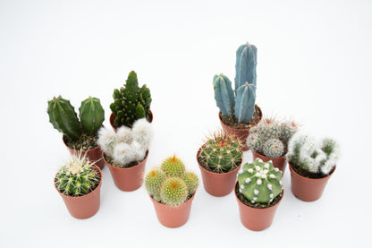 Voordeelset 10st (5,5 cm) Cactus