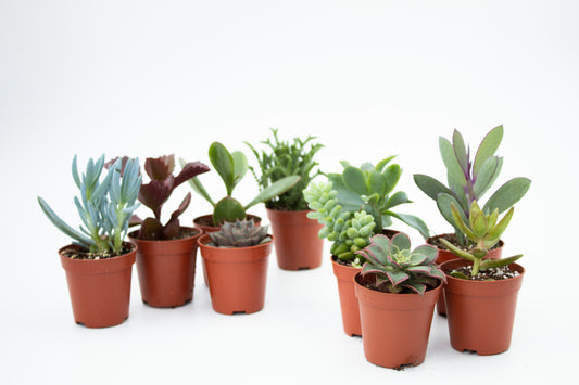 Value set 10 pcs (5.5 cm) Succulent plant