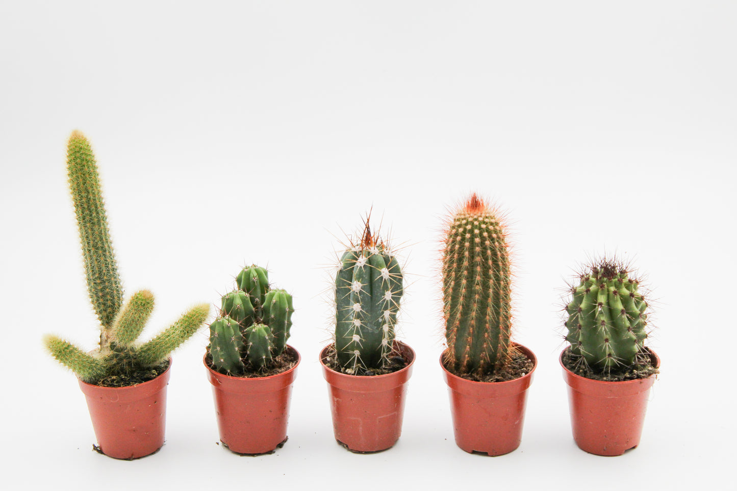 Value set 6pcs (5.5 cm) Cactus columns mix