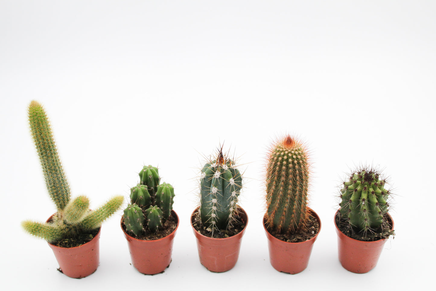 Voordeelset 6st (5,5 cm) Cactus zuilen mix