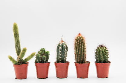 Value set 6pcs (5.5 cm) Cactus columns mix