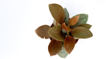 Kalanchoe Orgyalis