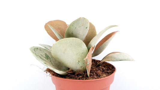 Kalanchoe Orgyalis
