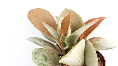 Kalanchoe Orgyalis
