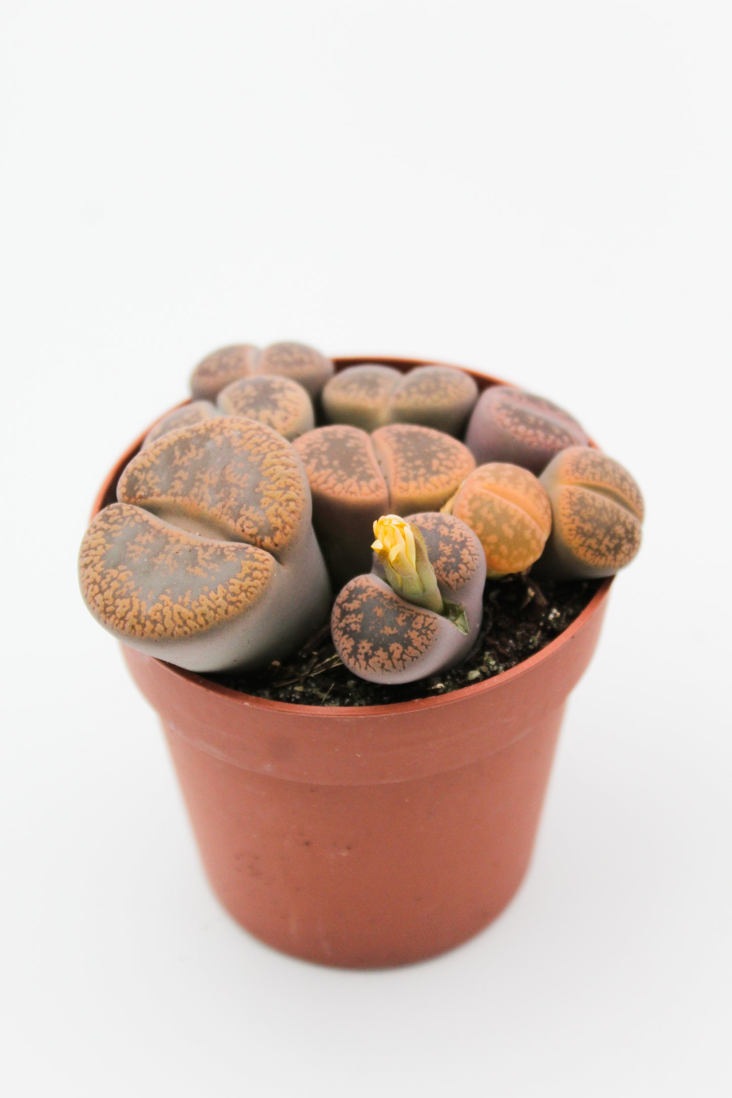 Lithops grote stenen mix