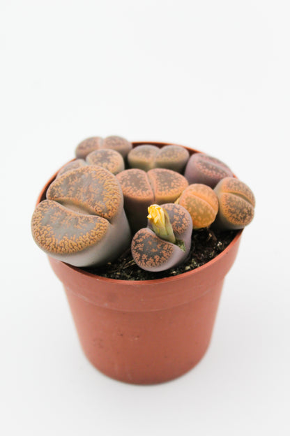 Lithops grote stenen mix