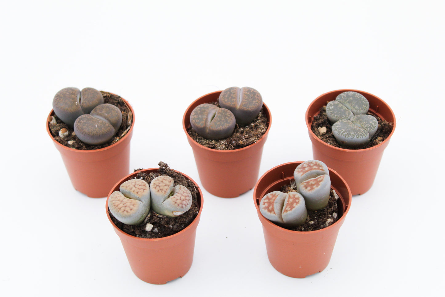 Lithops "levende steentjes" duo