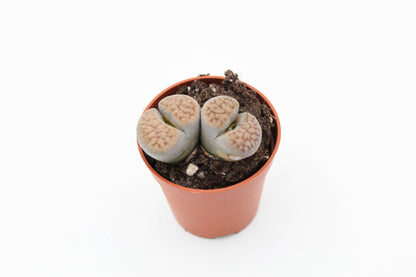 Lithops "levende steentjes" duo