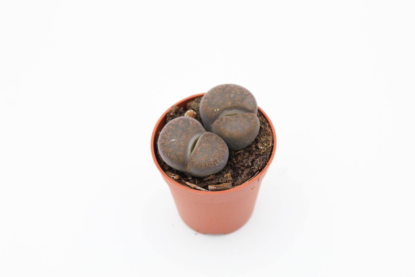 Lithops "levende steentjes" duo