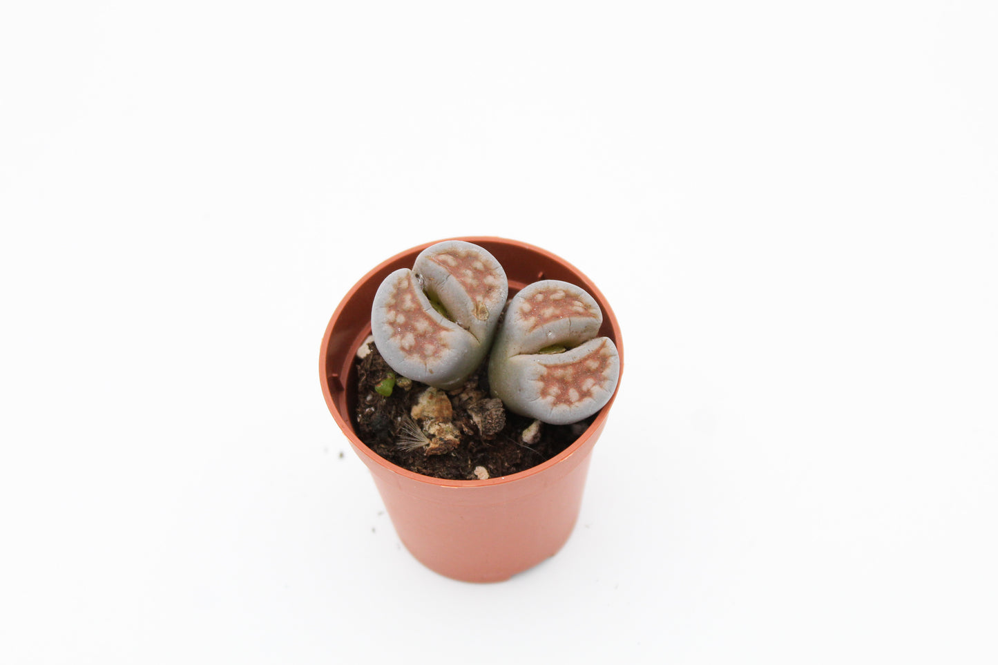 Lithops "levende steentjes" duo