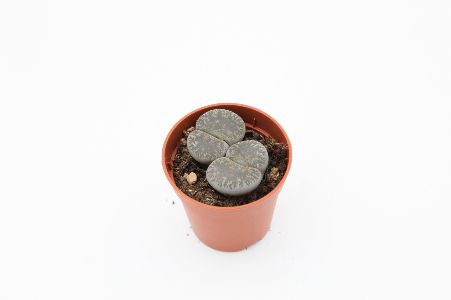Lithops "levende steentjes" duo