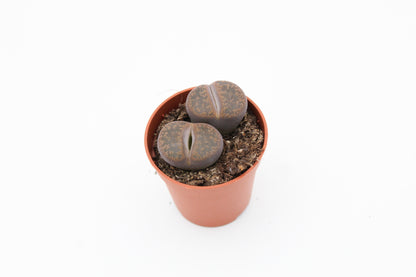 Lithops "levende steentjes" duo