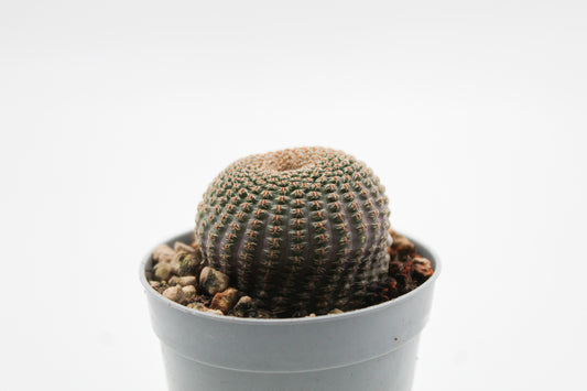 Echinopsis famatimensis